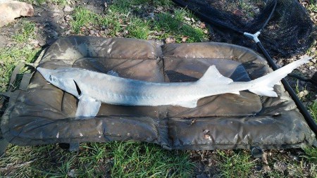 Balogh Viktor 2016.02.26